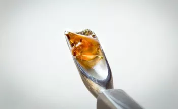 Solventless Concentrates Explained